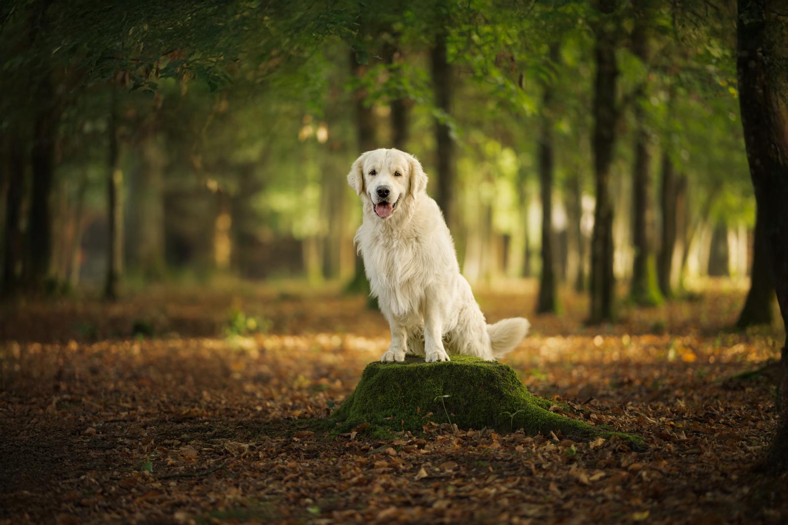 Golden Retriever mâle dressé dans un champ