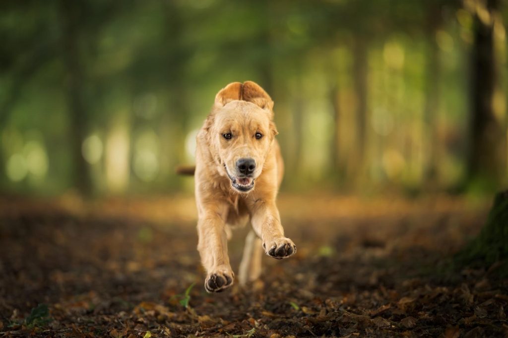 Chienne Golden Retriever entourée de feuilles d’automne