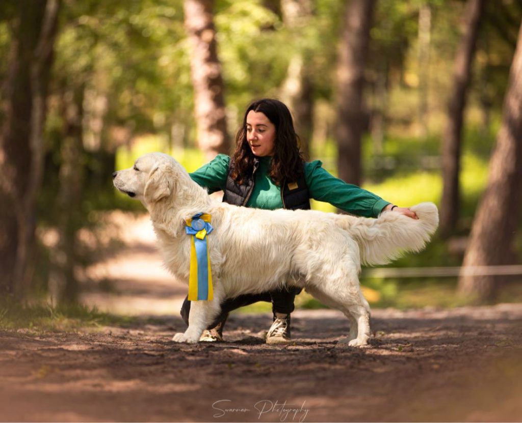 Golden Retriever primé pour son poil