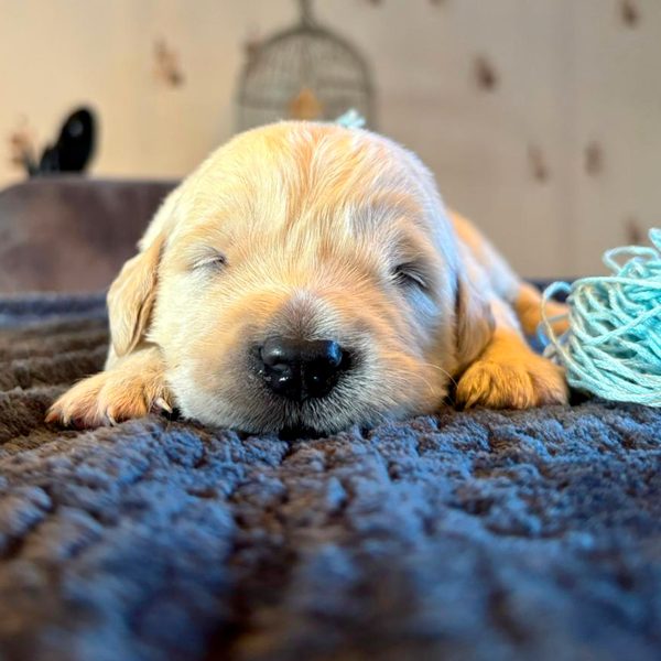 Garderie canine à Conflans-sur-Anille