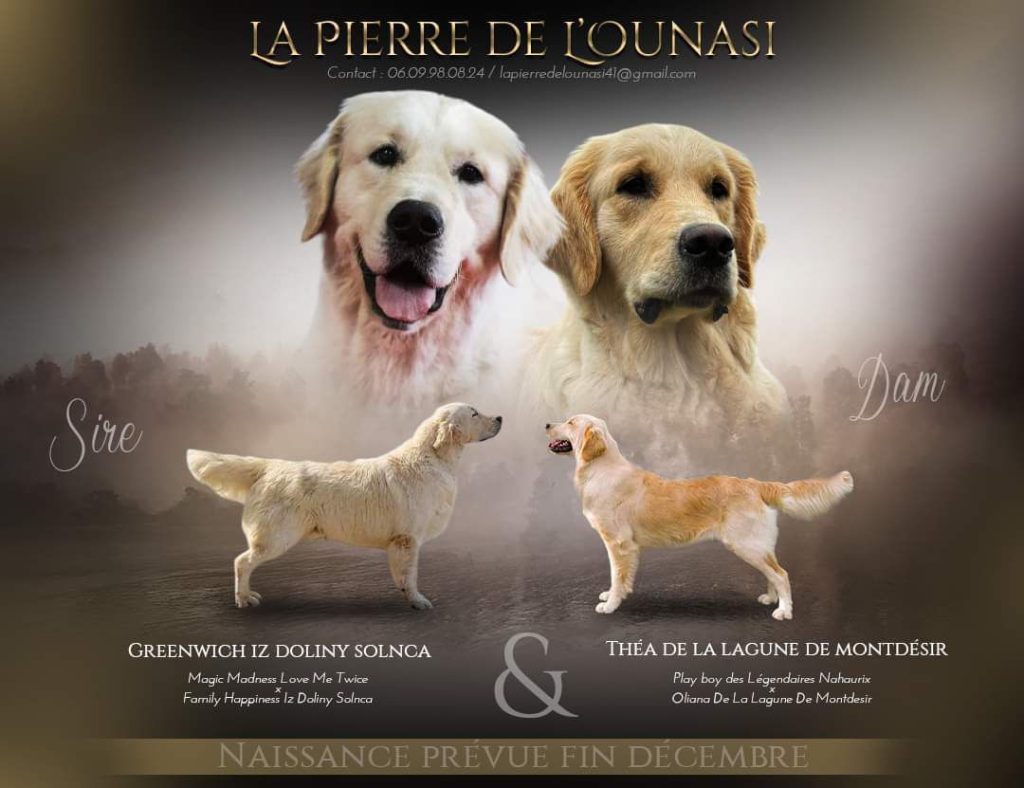 Couple Golden Retriever LOF sur fond naturel