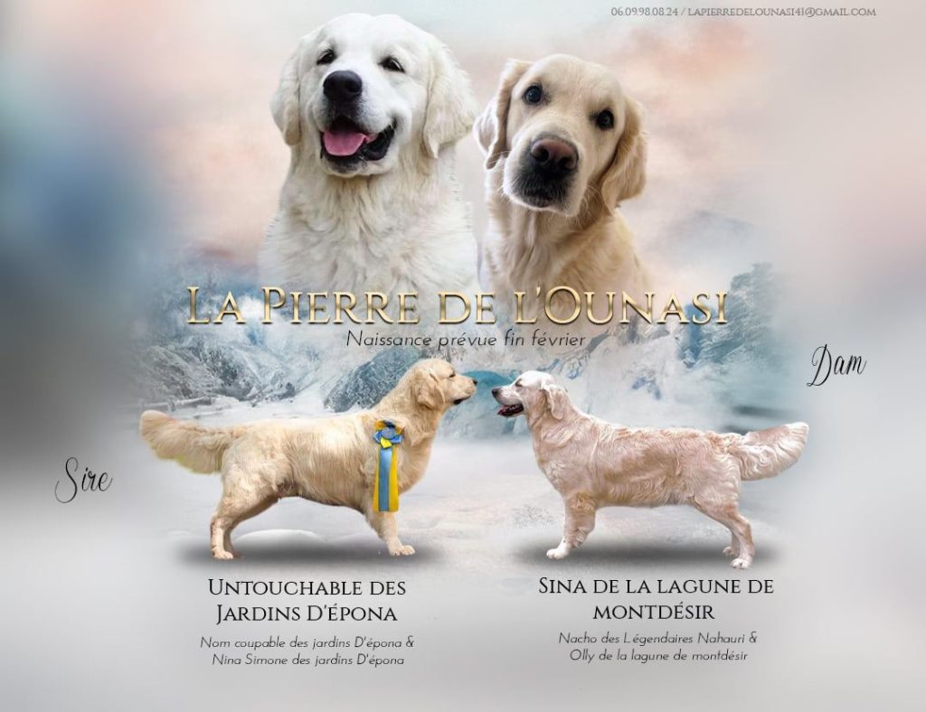 Mâle et femelle Golden Retriever LOF côte à côte