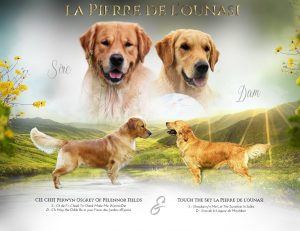 Mâle et femelle Golden Retriever LOF en extérieur
