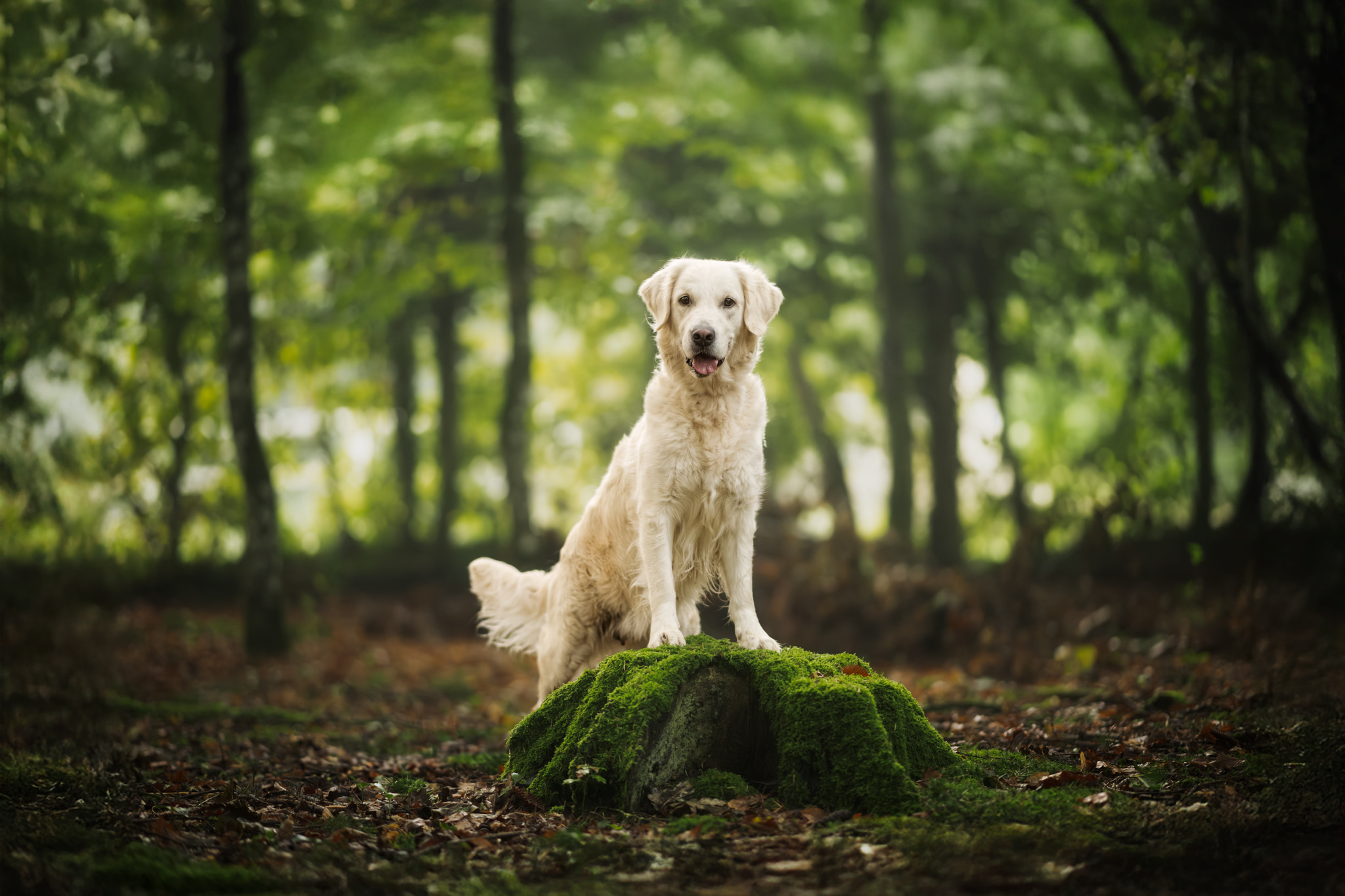 Chienne Golden Retriever assise fièrement